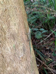 Phelsuma abbotti chekei