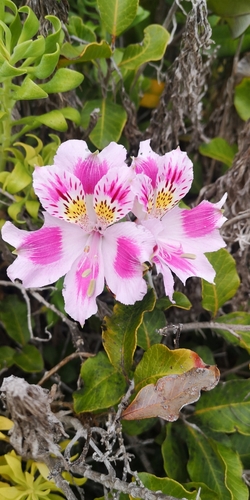 Alstroemeria pelegrina (Alstroemeria pelegrina)