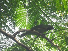 Chloropsis aurifrons