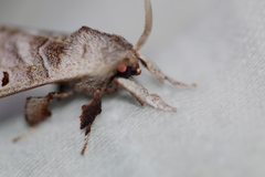 Pantelodes centralamericana