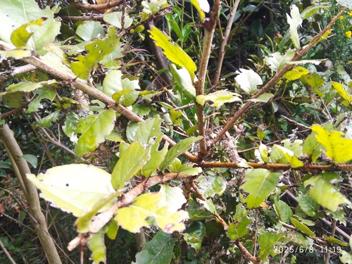Xylosma spiculifera, photograph 6