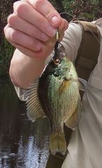 Centrarchus macropterus