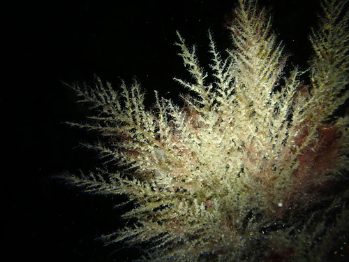 Halecium observed 2025-06-03