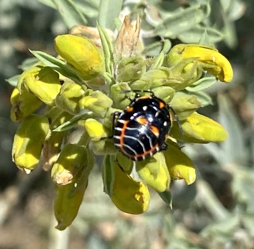 iNaturalist observation photo of Harlequin Bug