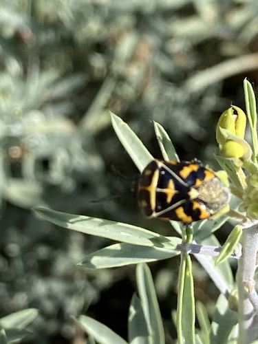 iNaturalist observation photo of Harlequin Bug