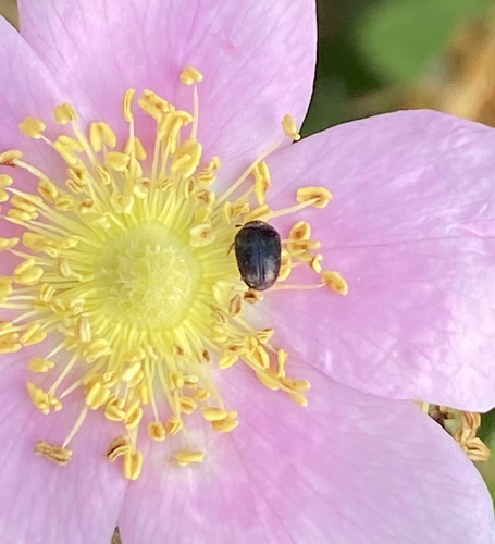 iNaturalist observation photo of Beetles