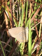 Neonympha areolatus