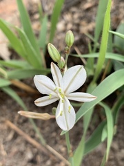 Chlorophytum cooperi