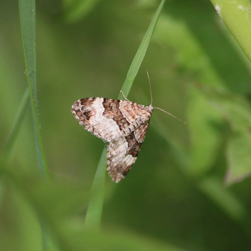 Balsam Carpet