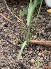 Chlorophytum cooperi