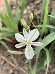 Chlorophytum cooperi