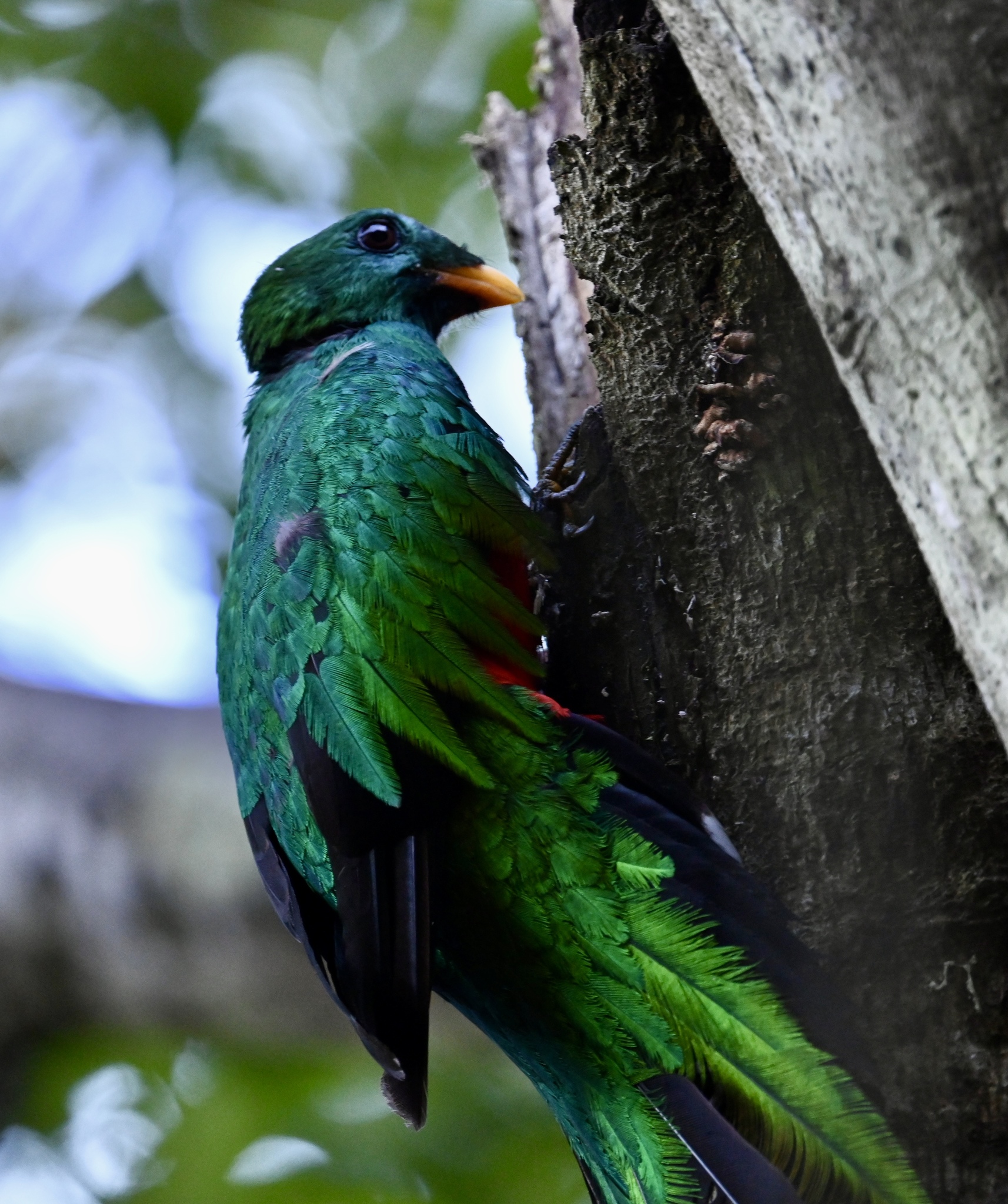 White-tipped Quetzal (Pharomachrus fulgidus), photo 8