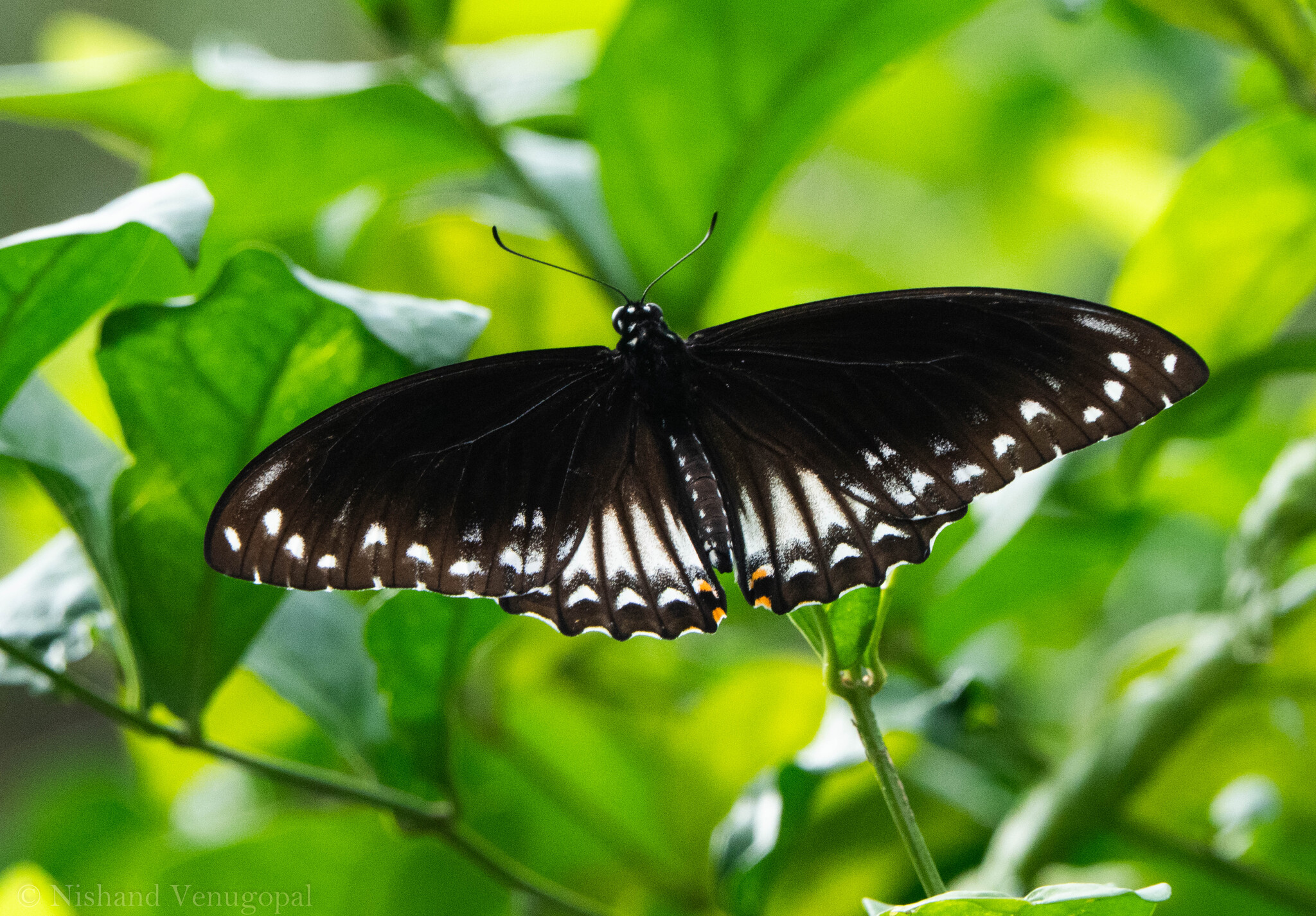 Common Mime