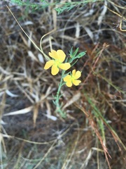 Hypericum drummondii