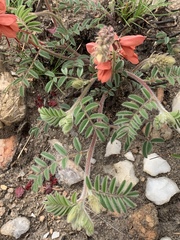 Indigofera sanguinea