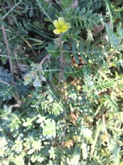 Hypericum drummondii