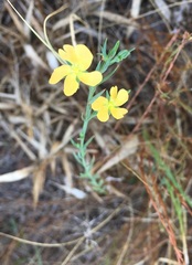 Hypericum drummondii