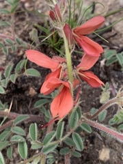 Indigofera sanguinea