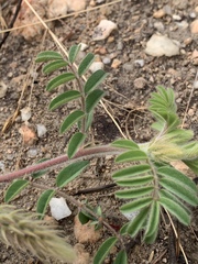 Indigofera sanguinea