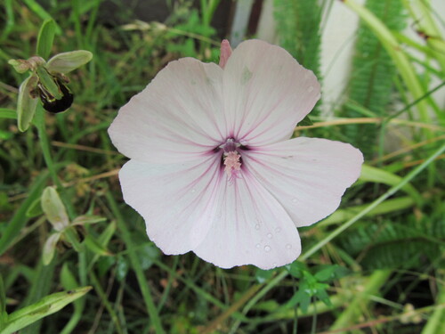 Malva trimestris