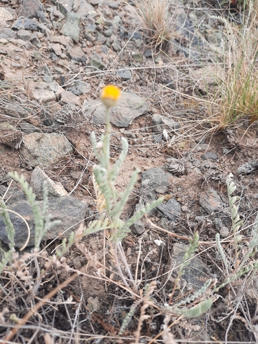 Tanacetum karelinii