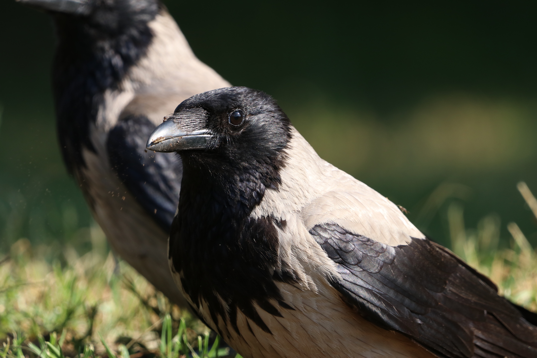 Hooded Crow (Corvus cornix)