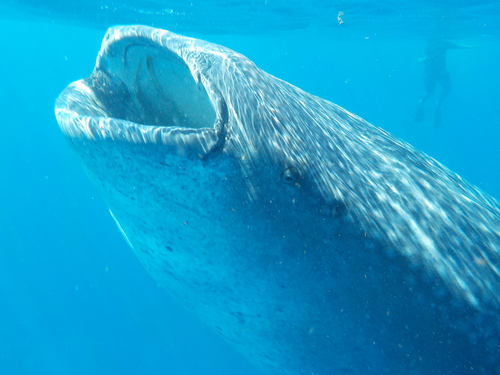 Whale Shark