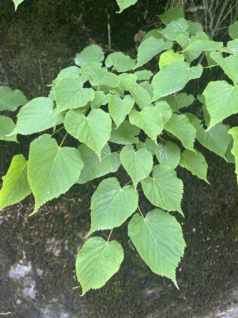 Tilia cordata