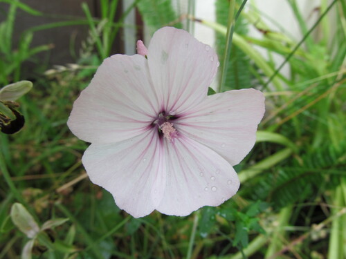 Malva trimestris