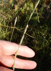 Eriochloa sericea