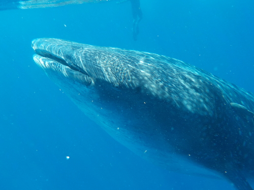 Whale Shark