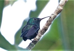 Chlorostilbon assimilis