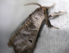 Pantelodes centralamericana