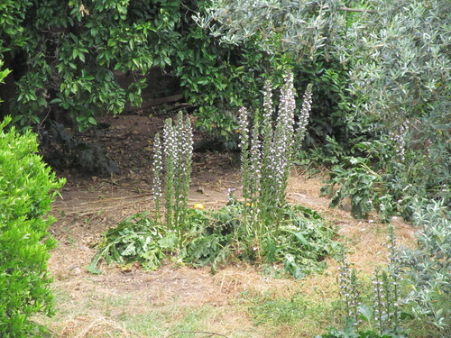 Acanthus mollis