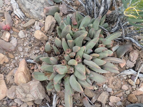 Punctillaria magnipunctata (Haw.) N.E.Br. 3
