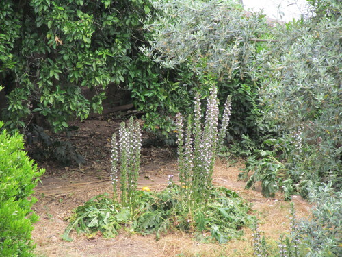 Acanthus mollis