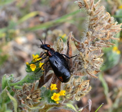Lytta sublaevis