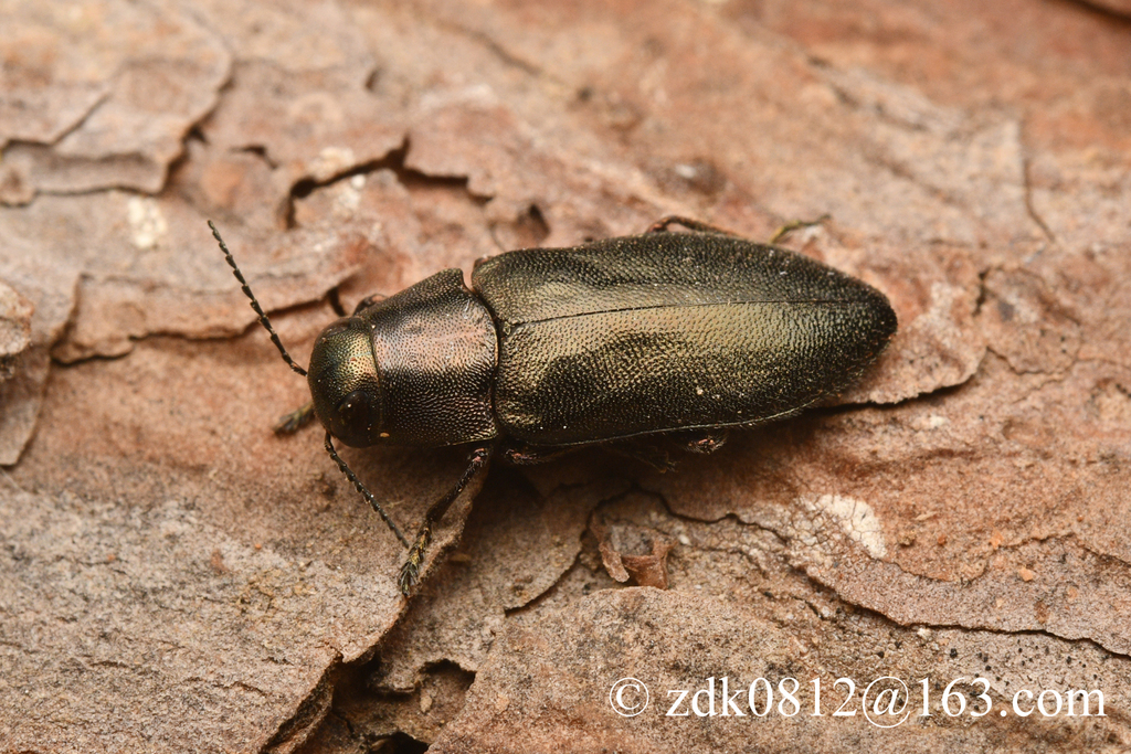 Phaenops yin