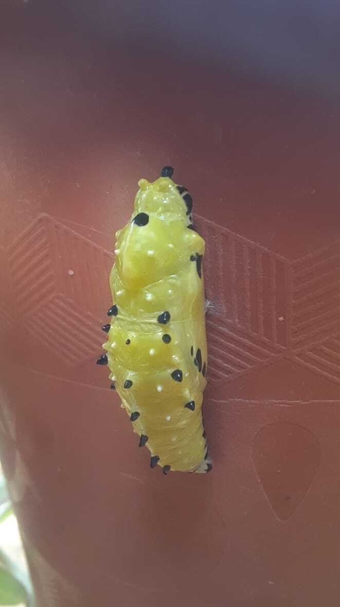 Indian Jezebel