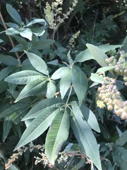 Vitex agnus-castus