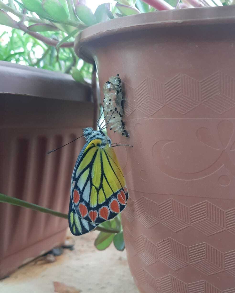 Indian Jezebel