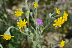 Monolopia stricta