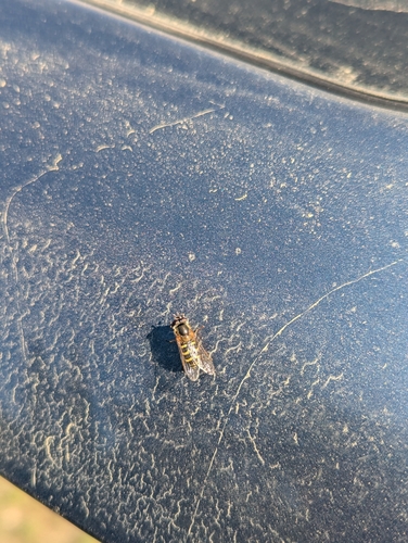 Unknown species found near Dubois, WY 82513, USA