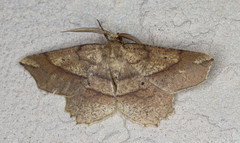 Euchlaena deplanaria