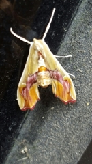 Agathodes monstralis