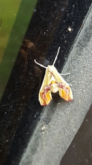 Agathodes monstralis