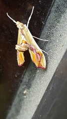 Agathodes monstralis