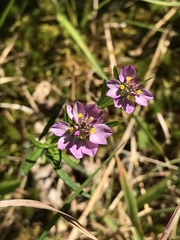 Polygala sanguinea