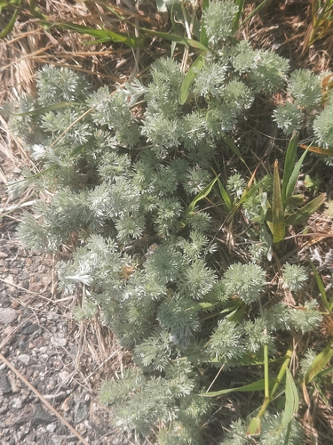 iNaturalist observation 2025-06-09