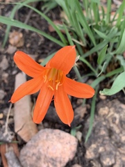 Cyrtanthus galpinii